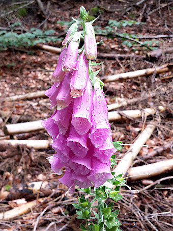 https://de.wikipedia.org/wiki/Fingerh&uuml;te#/media/Datei:Purpurea_Digitalis.jpg
