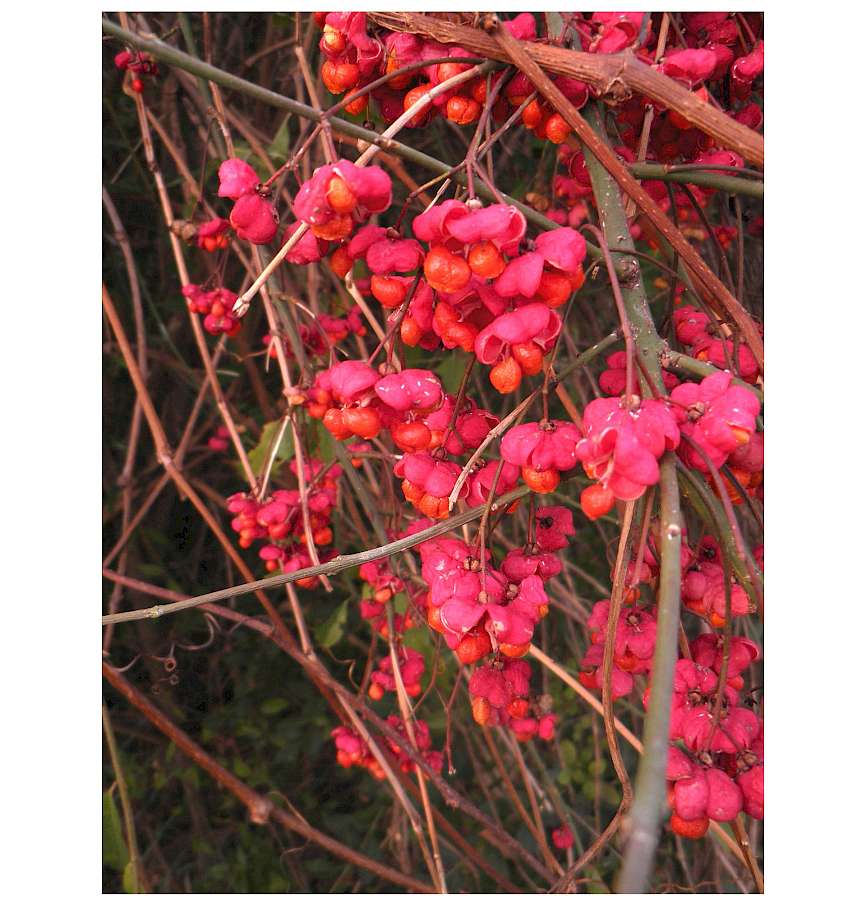 https://de.wikipedia.org/wiki/Gew&ouml;hnlicher_Spindelstrauch#/media/Datei:Euonymus_europaeus_fruit_2_a.jpg