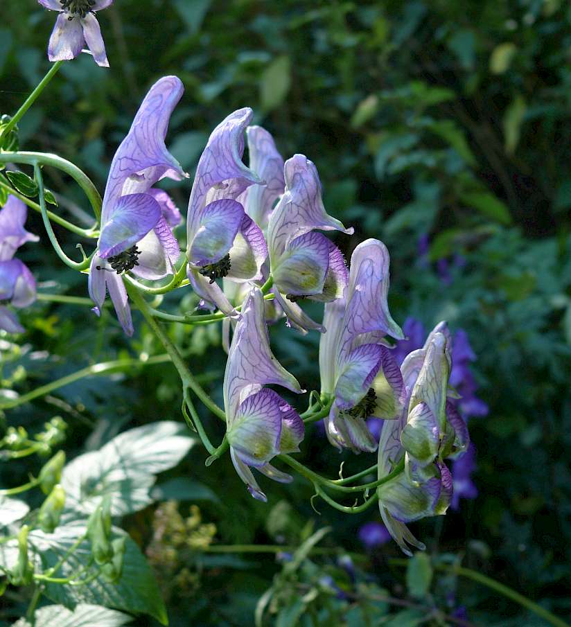 https://de.wikipedia.org/wiki/Eisenhut#/media/Datei:Aconitum_variegatum_110807b.jpg