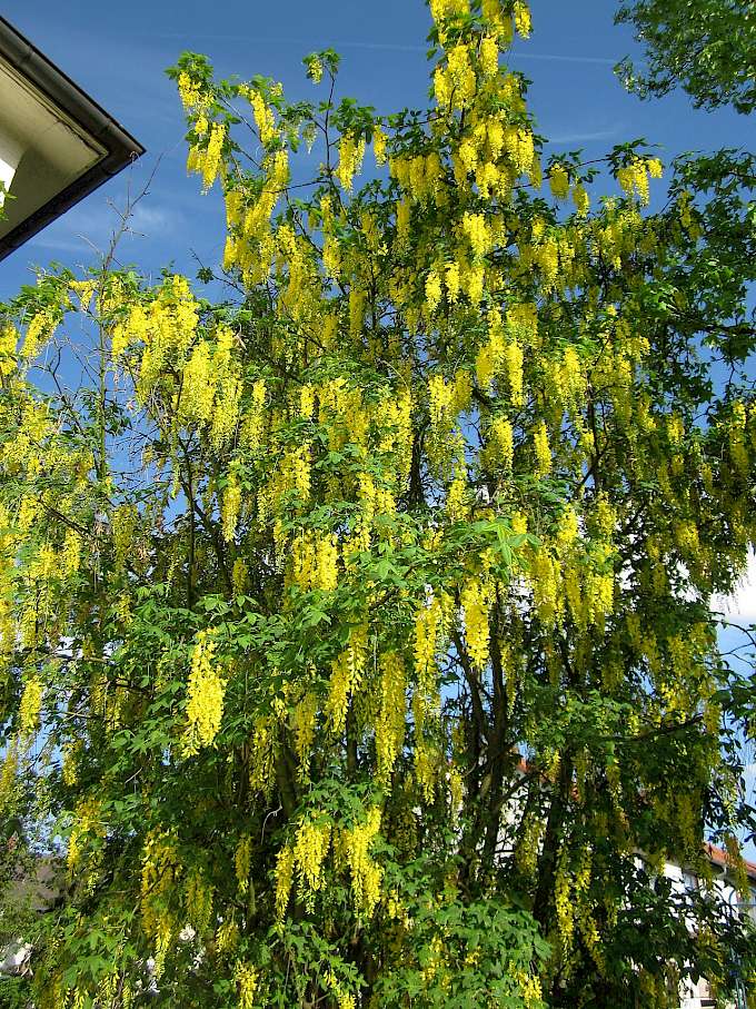 https://de.wikipedia.org/wiki/Goldregen_(Pflanze)#/media/Datei:20130514Goldregen_Hockenheim1.jpg