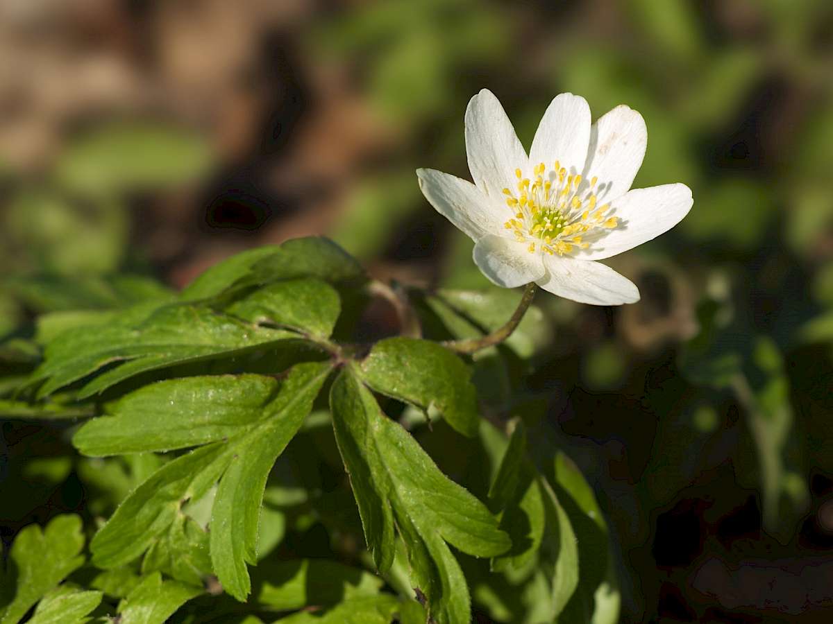 https://de.wikipedia.org/wiki/Buschwindr&ouml;schen#/media/Datei:Anemone_nemerosa_LC0124.jpg