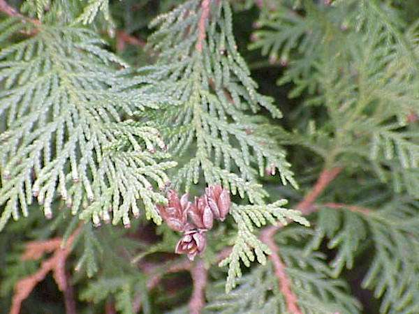 https://de.wikipedia.org/wiki/Lebensb&auml;ume_(Gattung)#/media/Datei:Thuja_occidentalis0.jpg